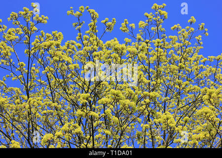 Acer platanoides Érable de Norvège à fleurs Banque D'Images