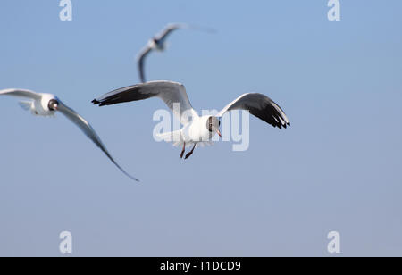 Mouette à tête noire en vol dans le ciel bleu Banque D'Images