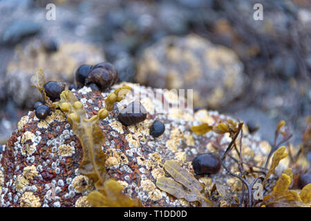 (Bigorneau Littorina littorea) sur une roche couverte de balanes, avec Bladderrack (Fucus vesiculosus) Banque D'Images