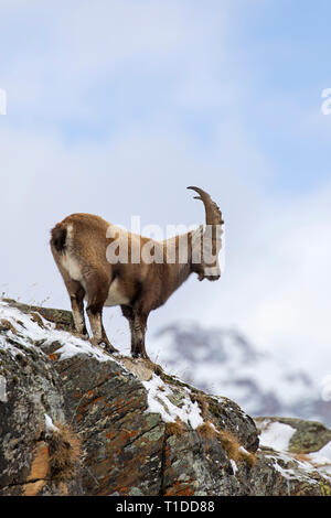 Bouquetin des Alpes (Capra ibex) jeune mâle qui se nourrissent de versant de montagne dans la neige en hiver, Parc National du Gran Paradiso, Alpes italiennes, Italie Banque D'Images