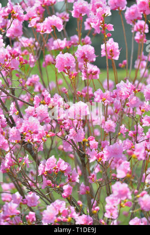 Rhododendron rose fleurs sur bush, direction générale de la plante au début du printemps, détail contexte Banque D'Images