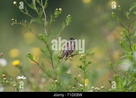 Bruant des roseaux Emberiza schoeniclus,, seul mâle adulte se percher sur les fleurs sauvages. Prises de juin. Lea Valley, Essex, Royaume-Uni. Banque D'Images