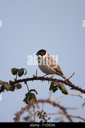 Bruant des roseaux Emberiza schoeniclus,, seul mâle adulte perché sur ronce. Prises de mars. Pennington, Hampshire, Royaume-Uni. Banque D'Images