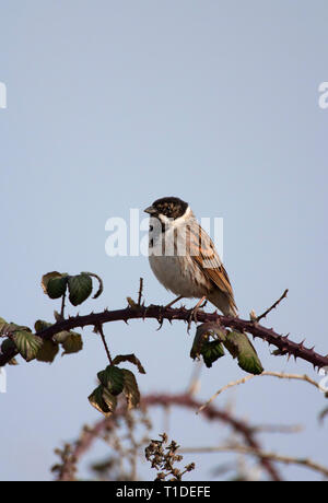 Bruant des roseaux Emberiza schoeniclus,, seul mâle adulte perché sur ronce. Prises de mars. Pennington, Hampshire, Royaume-Uni. Banque D'Images