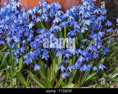 Bois de Sibérie ou squill squill Scilla siberica jardin Norfolk Banque D'Images