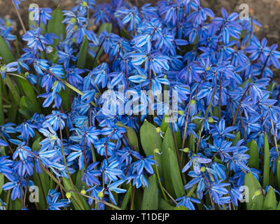 Bois de Sibérie ou squill squill Scilla siberica jardin Norfolk Banque D'Images