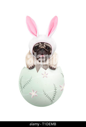 Funny cute puppy pug dog wearing bunny ears, assis en oeuf de pâques vert pastel, isolé sur fond blanc Banque D'Images