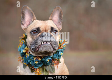 Magnifique portrait d'une femelle brown Bouledogue français chien montrant sourire avec surplomb portant un collier floral selfmade bue en face de l'arrière-plan flou Banque D'Images