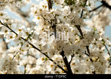 Blossom de Mirabelle au printemps Banque D'Images