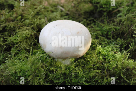 Champignon blanc pousse dans MOSS Banque D'Images