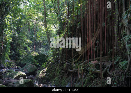 La végétation luxuriante jungle sous-bois dans la forêt tropicale dense de, Bali, Indonésie Banque D'Images