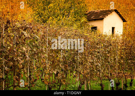 Wineland paysage du vin barolo région, Langhe, Piemont, Italie Banque D'Images