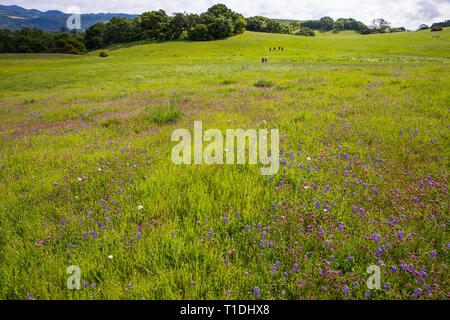 Domaine de Douglas, lupin, trèfle rouge, du hibou et d'autres fleurs sauvages au cours d'un superbloom et personnes marchant dans la distance, Sonoma, Californie Banque D'Images