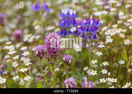 Owl's Red Clover, Douglas' Lupin, et d'autres fleurs sauvages à Van Hoosear Wildflower préserver à Sonoma, CA Banque D'Images