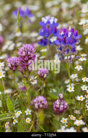 Owl's Red Clover, Douglas' Lupin, et d'autres fleurs sauvages à Van Hoosear Wildflower préserver à Sonoma, en Californie Banque D'Images