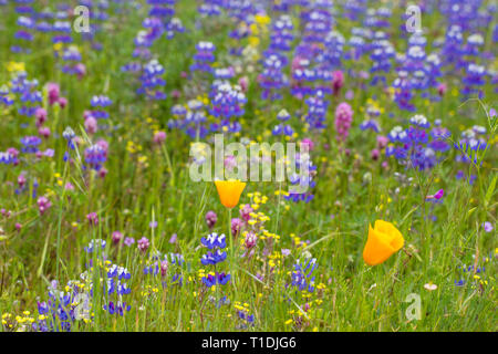 Domaine de coquelicots de Californie, l'owl de clover, Douglas' lupin, et d'autres fleurs sauvages dans la région de Sonoma Valley Banque D'Images