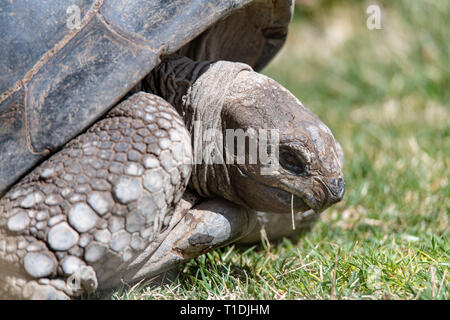 Tortue géante d'Aldabra (Aldabrachelys gigantea) au zoo d'Albuquerque au Nouveau Mexique, USA Banque D'Images