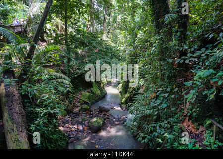 La végétation luxuriante jungle sous-bois dans la forêt tropicale dense de, Bali, Indonésie Banque D'Images