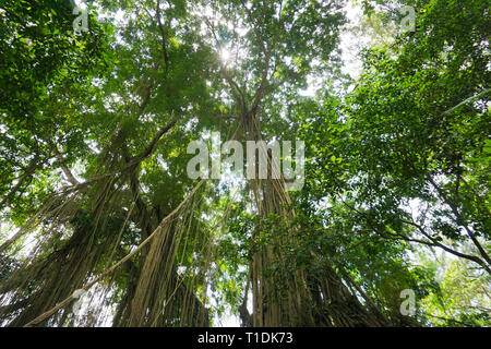 La végétation luxuriante jungle sous-bois dans la forêt tropicale dense de Monkey Forest, L'île de Bali, Indonésie Banque D'Images