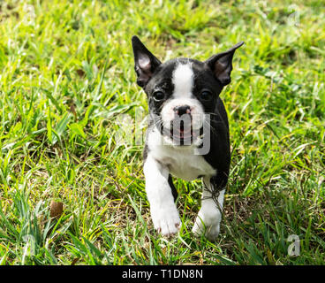 Boston Terrier Puppy jouant dans l'herbe Banque D'Images