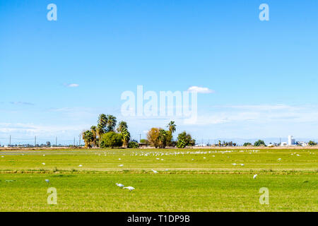 Un important contingent de des aigrettes Garzettes (Egretta garzetta) Chasse aux insectes dans un champ dans la Vallée impériale de la Californie, USA Banque D'Images