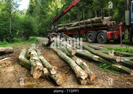 La grue se charge du bois pour la voiture dans la forêt. Banque D'Images