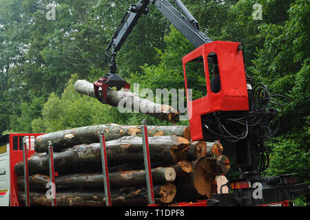 La grue se charge du bois pour la voiture dans la forêt. Banque D'Images