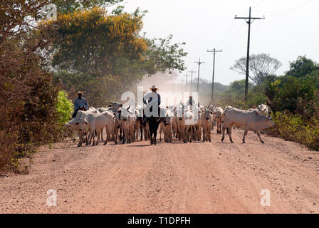 Cowboys brésiliens (Gauchos ou Vaqueiros) bovins d'élevage vers le bas une route de terre dans le Pantanal du sud du Brésil Banque D'Images