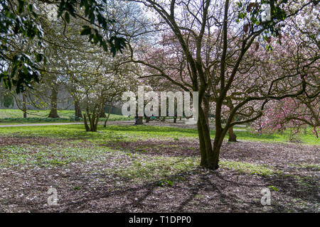 Cerisiers en fleurs en pleine floraison printanière, pétales tombés recouvrant l'herbe à Bute Park, Cardiff, pays de Galles. Banque D'Images