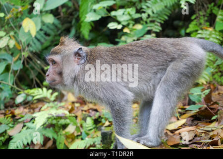 La forêt des singes sacrés au singe, Ubud, Bali Banque D'Images