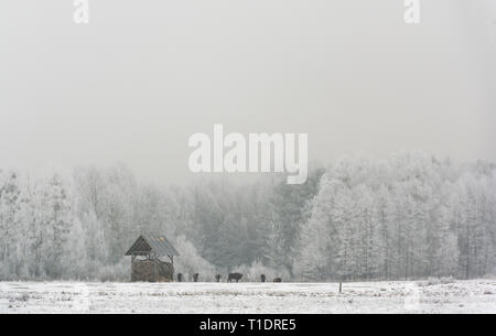 Lieu d'alimentation des bisons en Bialowieza Parc National dans l'hiver sur un champ neigeux ouvert avec les bouleaux en arrière-plan, la Pologne. Banque D'Images