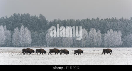 Troupeau de bisons d'Europe dans le parc national de Bialowieza l'hiver ouvert sur un champ neigeux avec bouleaux en arrière-plan, la Pologne. Banque D'Images