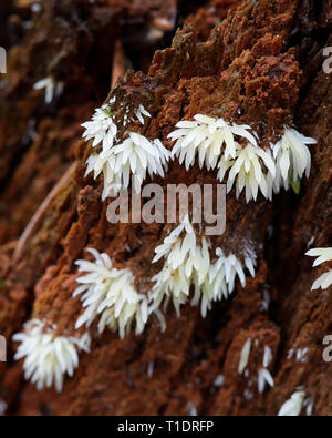 Mucronella bresadolae Icicle, champignon, champignon sauvage de la Finlande Banque D'Images
