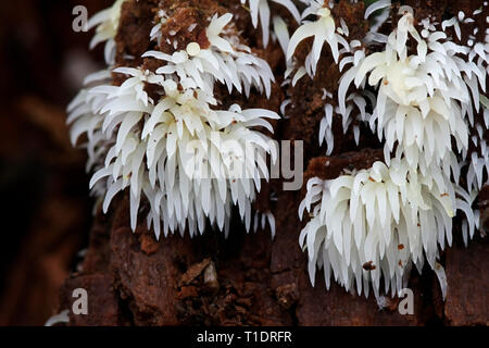 Mucronella bresadolae Icicle, champignon, champignon sauvage de la Finlande Banque D'Images