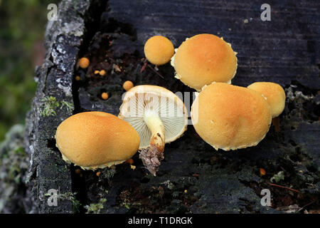 Pholiota champignons sur souche de bouleau, Pholiota tuberculosa Banque D'Images