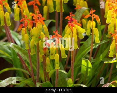 Lachenalia aloides fleur d'Opale Banque D'Images