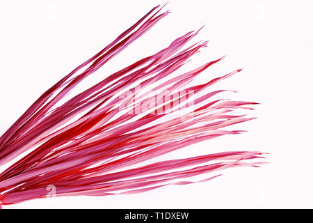 Branches sèches rose isolé sur fond blanc. Violet Tropical herbe séchée. Banque D'Images