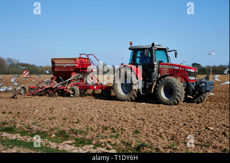 Le labour et l'ensemencement au printemps. Tracteur Massey Ferguson de labourer la terre avec les mouettes en quête opportunistes. L'agriculture avec la nature. Banque D'Images