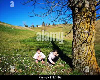 Deux petites filles recueillir des marguerites sur une pelouse verte. Banque D'Images