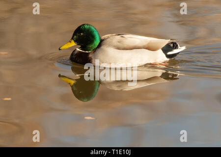 Vert mâle canard colvert (Anas platyrhynchos) natation avec réflexion à Albuquerque, New Mexico, USA Banque D'Images