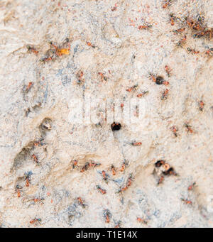 Gros plan des fourmis vertes et brunes sur monticule de sable à Litchfield National Park dans le Territoire du Nord de l'Australie Banque D'Images