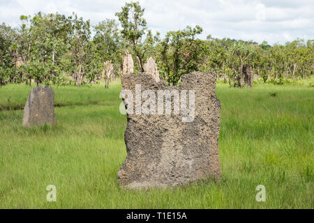 Vue de la télévision, magnétique termitières dans le parc national de Litchfield, dans le Territoire du Nord de l'Australie Banque D'Images