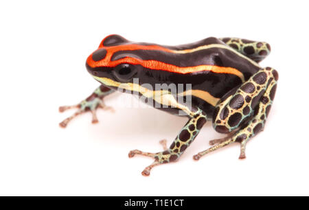 Poison dart frog, Ranitomeya uakarii. Un petit Dendrobates espèce de la forêt amazonienne au Pérou. Cet animal vit dans la forêt amazonienne tropicale fores Banque D'Images