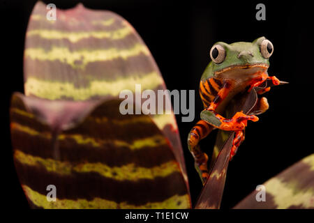 Tiger leg monkey tree frog, Phyllomadusa tomopterna. Rainette tropicales à partir de la forêt amazonienne et un animal en voie de disparition. Banque D'Images