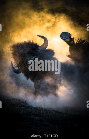 Dans le matériel roulant violemment Bison la saleté au coucher du soleil dans le Parc National de Yellowstone. Banque D'Images