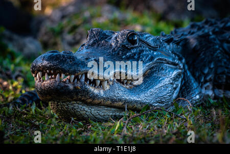 Libre d'un alligator à Shark Alley, le Parc National des Everglades. Banque D'Images