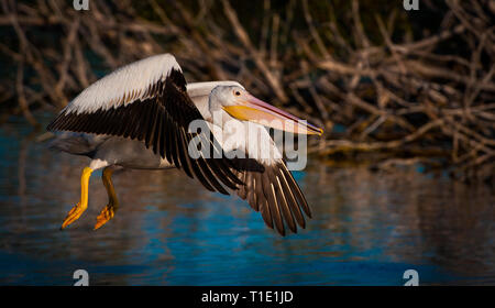 Pélican volant autour d'Eco étang dans le parc national des Everglades Banque D'Images