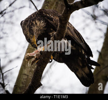 Pygargue à tête blanche juvénile de manger sa proie dans un arbre. Banque D'Images