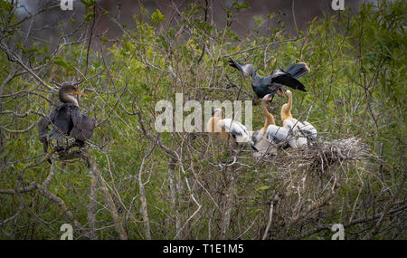 Anhinga d'alimentation de la mère de ses petits en regard du Cormorant, prête à s'engager dans un combat, sur l'anhinga trail dans le Parc natinal des Everglades. Banque D'Images