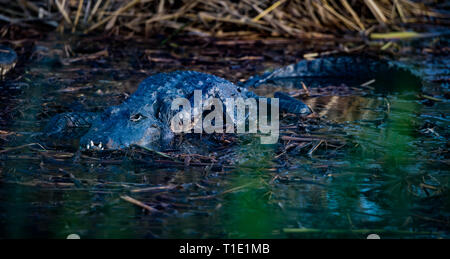 Alligator se dorant dans les hauts marais à l Anhinga Trail. Banque D'Images